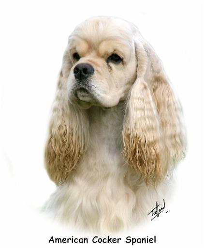 American Cocker Spaniel 9Y244D-035_2.jpg